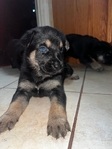 German shepherd pups