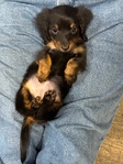 Akc mini Dachshund pup
