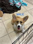 Pembroke corgis