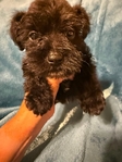 AKC miniature schnauzer