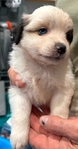 MINIATURE AUSTRALIAN SHEPHERD PUPPIES