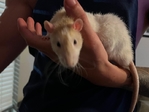 2 Rats & Cage