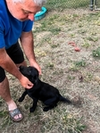Black Lab