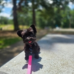 Yorkie Pup