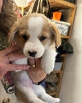 🐾 Pedigree Pembroke Welsh Corgi Puppies 🐾