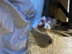 Shih tzu male puppy registered