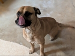 Good well behaved dogs to a good home