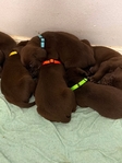 Pointador Puppies