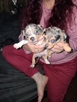 Blue merle female chiweenies