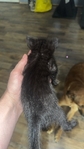 Kittens