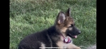 German SHepherd Puppies