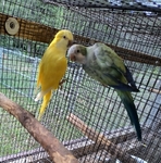 BIRDS BIRDS BIRDS FOR SALE!!!
