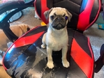 Pug Puppy’s for Adoption