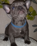 Stunning Blue French Bulldog Puppies
