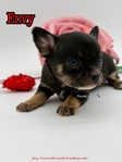 AKC Valentine Applehead Chihuahuas