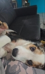 3 year old female full blooded Australian shepherd