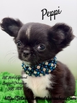 Stunning AKC Applehead Longcoat Male Chihuahuas