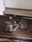Free Kittens