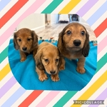 CKC Mini Dachshund Puppies