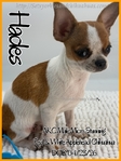 Exceptional Male AKC Applehead Chihuahuas