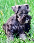 AKC Toy/Miniature Schnauzer Male Puppies