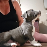 Gorgeous Blue Nose Pit/Pocket Bully Mix Puppy - Blue Eyes!