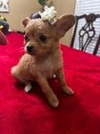 Tiny Toy Chihuahua Puppies >🐶