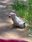Bully PitBull Puppies