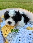 Shih-tzu