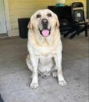 English Lab - About 5 years old