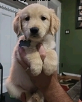 Golden Retriever puppies AKC
