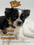 AKC Female & Male Yorkie