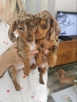 Miniature Dachshund puppies