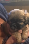 Shih tzu puppies