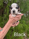 Akc Beagle Puppies