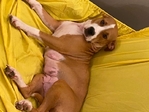 2dogs for free
