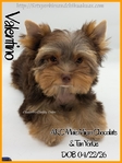 Breathtaking AKC Chocolate & Tan Male Yorkie