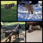 Beautiful Cane Corso (italian mastiff) puppies!