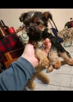 Yorkie puppy females
