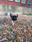 CANE CORSO PUPPIES