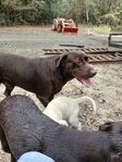 AKC Chocolate Lab puppies for sale