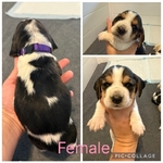 Basset hounds puppies