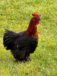 Cochin bantam roosters