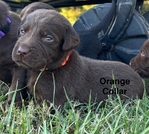 AKC Labrador Retriever puppies