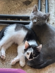 3 free darling kittens 6 weeks old males