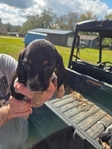 Registered Bluetick Beagle Puppies