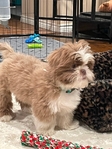 Registered Shih tzu puppy
