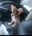 Tiny chihuahua puppies LOOK