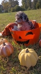 Toy Poodles