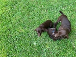 German shorthair Pointers